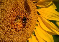 Zonnebloem met hommel