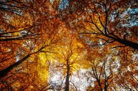 Fireforest