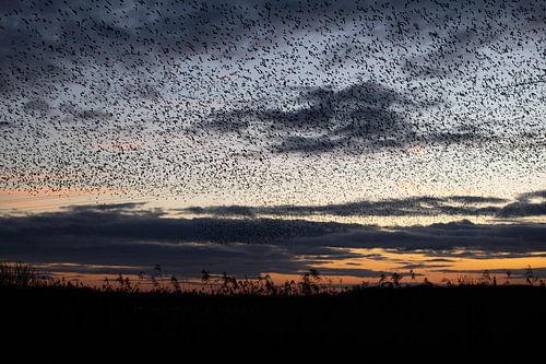 Spreeuwenzwermen bij zonsondergang