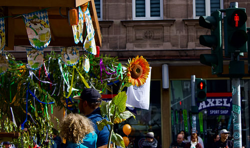 A sunflower