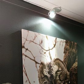 Customer photo: Tawny owl by Lindi Hartman, on canvas
