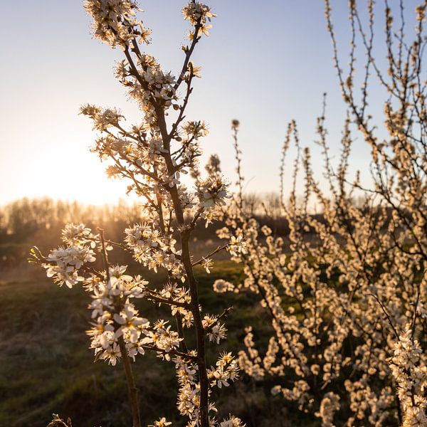 Spring fever at sunset. by Max van Veghel