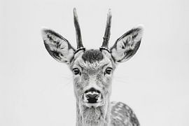 Deer by Poster Art Shop