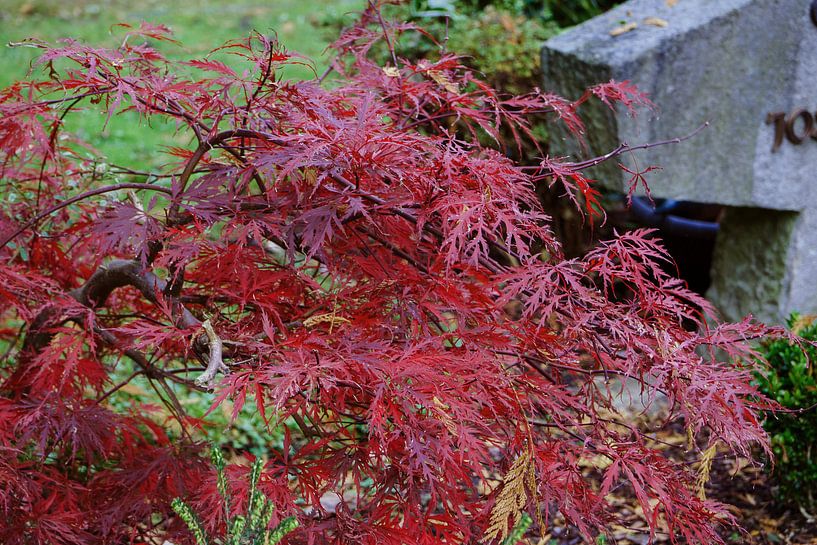 Mon coeur est rouge par Betty Heideman
