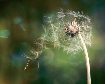 Fly With the Wind Paardenbloem van Maneschijn FOTO