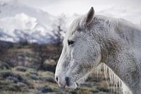 Profil eines Pferdes • Patagonien • Torres del Paine