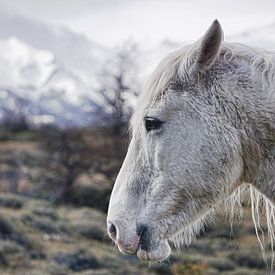 Close-up paard - Patagonië - Torres del Paine van Annette S. Kehrein | www.ask-mediendesign.de