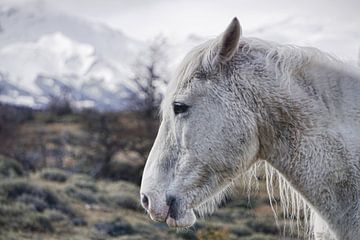 Close-up paard - Patagonië - Torres del Paine van Annette S. Kehrein | www.ask-mediendesign.de