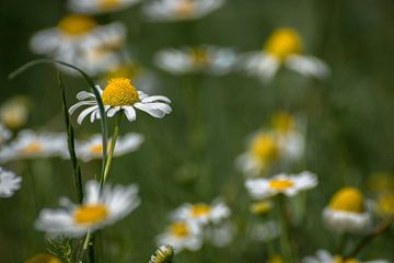 Wilde madeliefjes van Kim de Been