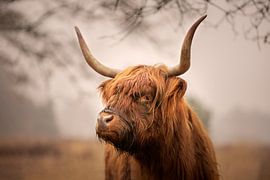Scottish Highlander by GoWildGoNaturepictures