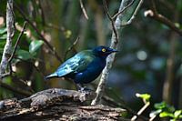 Glossy bird in the forest light