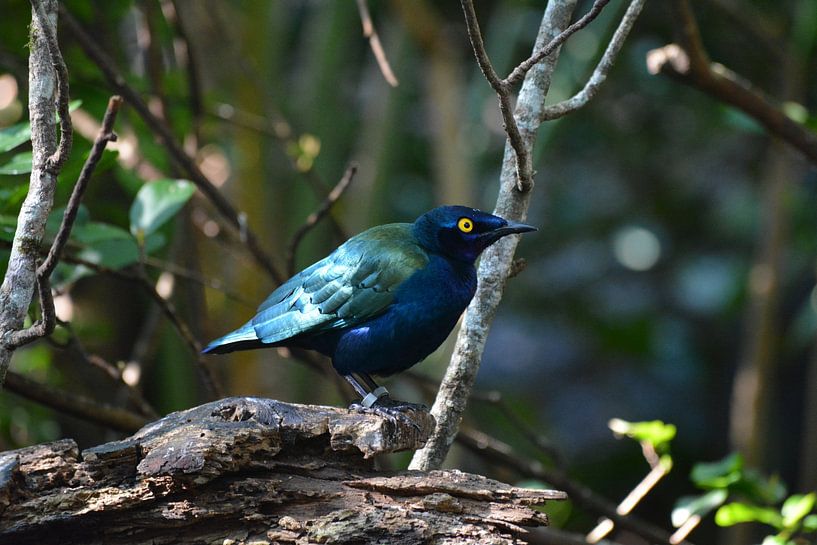 Oiseau brillant dans la lumière de la forêt par Minimalistic Travel Photography by.Rieneke
