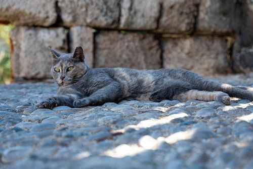 Mediterraner Katzenzauber