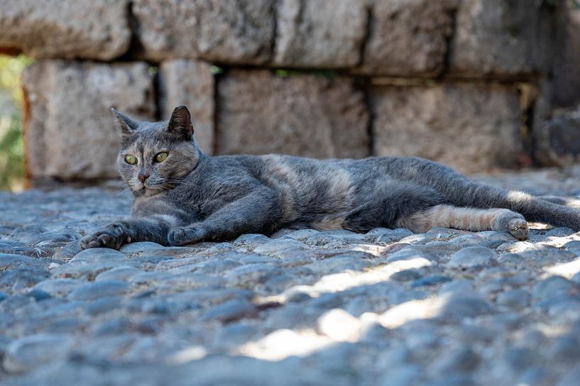 Mediterranean cat magic by Karsten Rahn