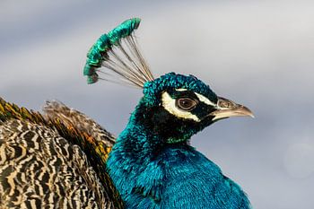Pfau