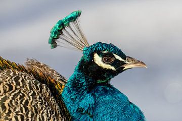 Peacock by Jack Van de Vin
