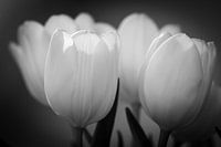 Tulpen
