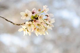 Cherry Blossom by Marieke Deinum