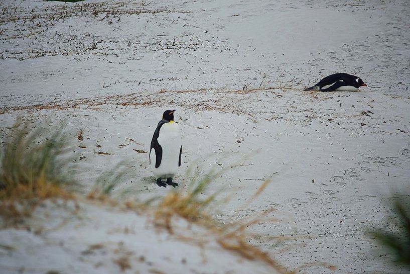 Ein Königspinguin, der stark ist von Frank's Awesome Travels
