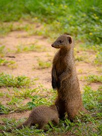 Mother Mongoose with young by Willemijn Wolthaus