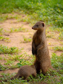 Maman Mangouste avec son petit sur Willemijn Wolthaus