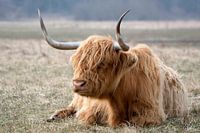 Schotse hooglander