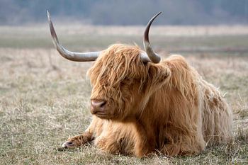 Highlander écossais