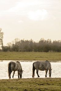 Ein Paar wilde Konik-Pferde im Naturreservat Oostvaardersplassen von Sjoerd van der Wal Fotografie
