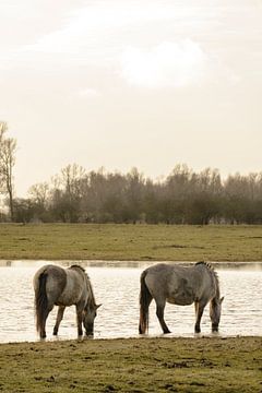 Ein Paar wilde Konik-Pferde im Naturreservat Oostvaardersplassen von Sjoerd van der Wal Fotografie