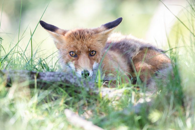 Vos van Karin van Rooijen Fotografie