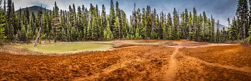 Spuren in der ockerfarbenen Erde, Kootenay Nationalpark, Kanada von Rietje Bulthuis