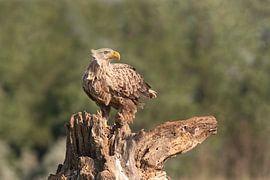 Pygargue à tête blanche