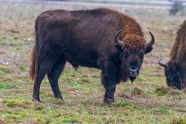 Wisent von Merijn Loch