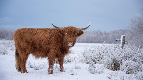 Scottish Highlander in the snow by Ans Bastiaanssen