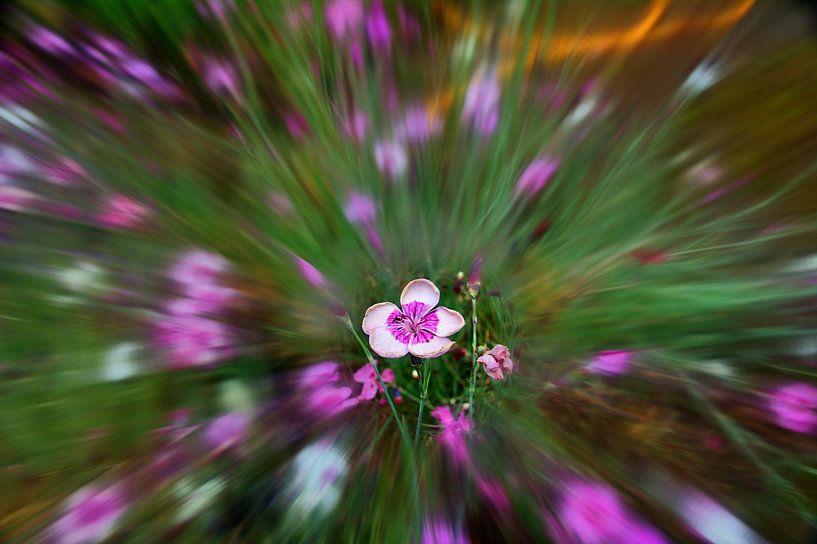 Natuurlijke explosie van Edgar Schermaul