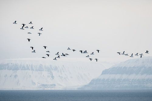 Vliegende Kortbekzeekoeten langs de Alkhornet
