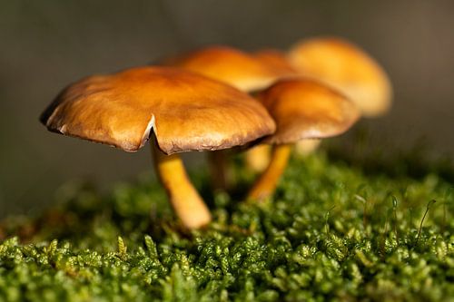 Champignon dans la mousse