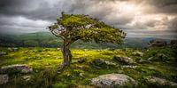 Dartmoor National Park van Karel Ton thumbnail