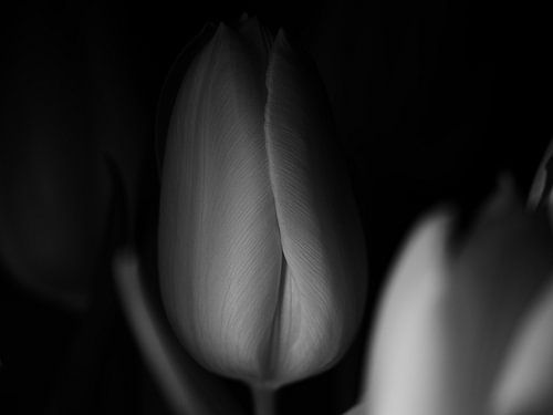 Tulp