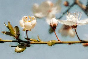 Kirschpflaume in Blüte