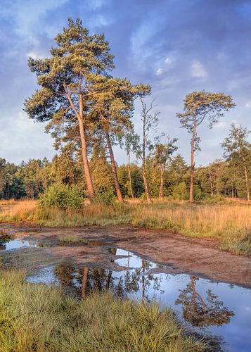Landscape with forest edge and trees on sunny day, Netherlands