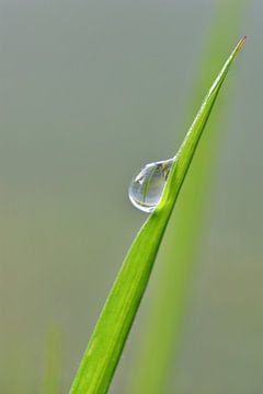 Regendruppel in het gras van Shutterbalance