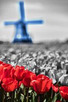 Rood Wit Blauw