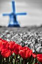 Red White Blue by Raoul Suermondt thumbnail