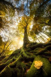 Goldenes Licht – Wurzeln des Waldes von Alberto Ghizzi Panizza