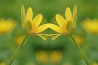 Schöllkraut, Zusammenspiel der ersten Frühlingsblüten 1