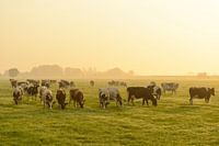 Cows in a meadow during a misty sunrise