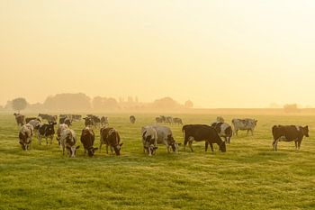 Kühe auf einer Wiese bei einem nebligen Sonnenaufgang