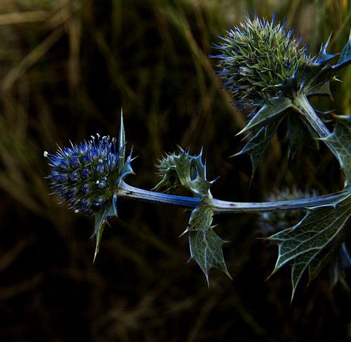 Distel