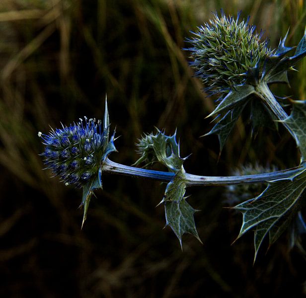 Distel by Esther Swaager